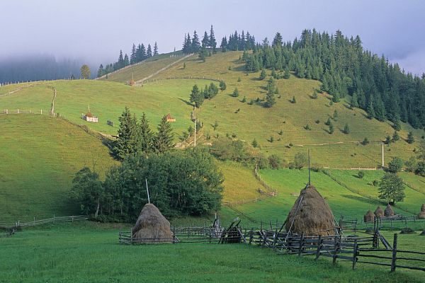 Alpine meadow, Bukowina, Romania 